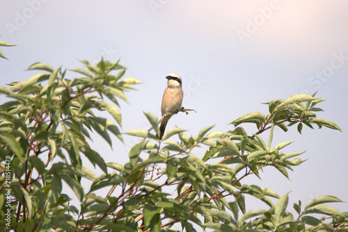 wunderschöner Neuntöter im Augsburger Land