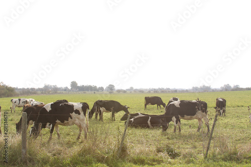 Wallpaper Mural Cows in a green farm Torontodigital.ca