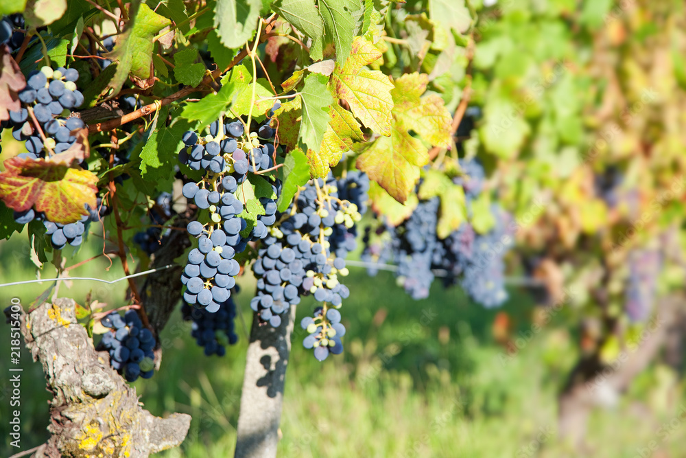 Blue grapes on vine in organic vineyards. Piedmont, Italy, sunset.