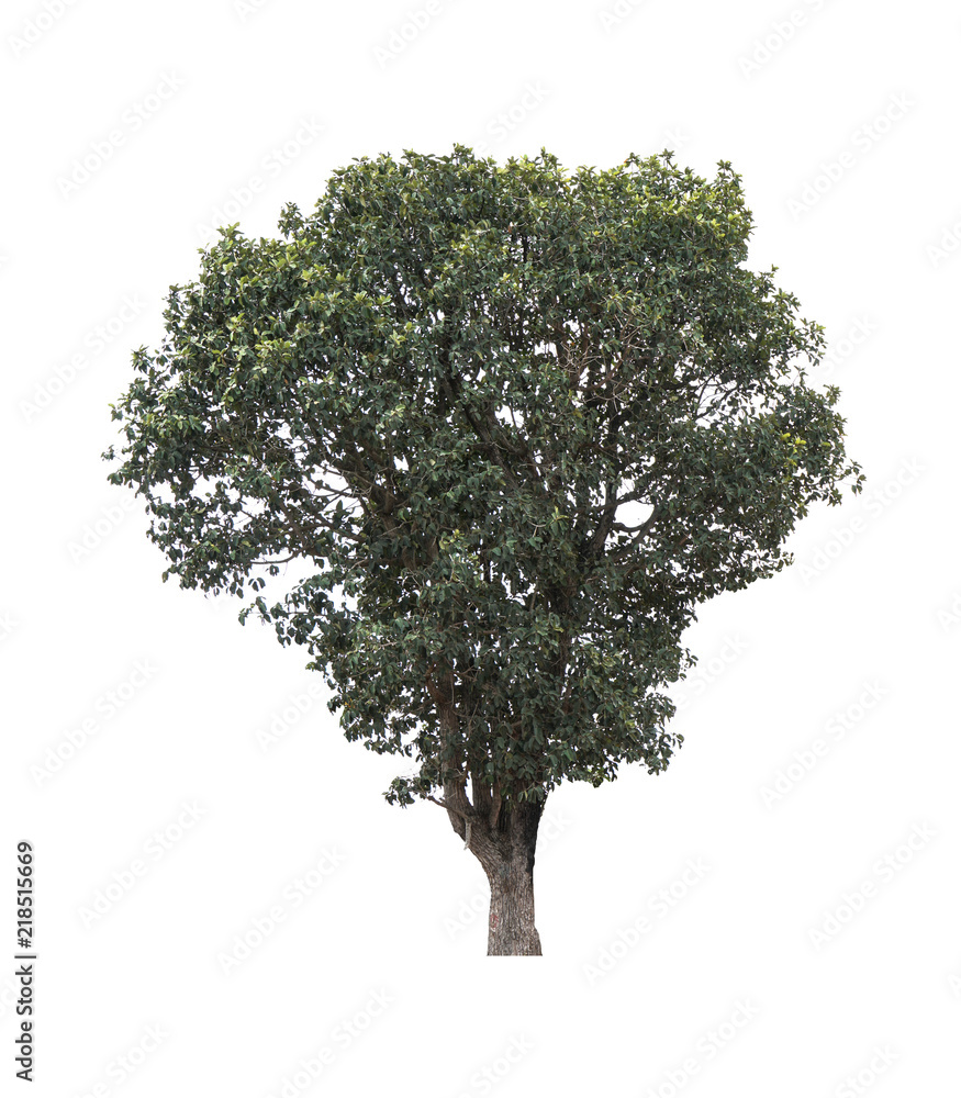 Fototapeta premium Tree isolated on white background
