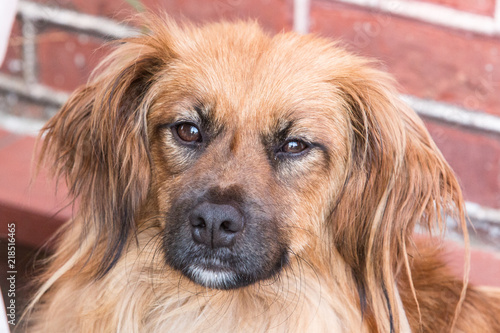 Slika na platnu Portrait of spaniel dog living in belgium
