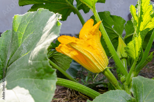 A young zucchini plant with a yellow flower in the spring