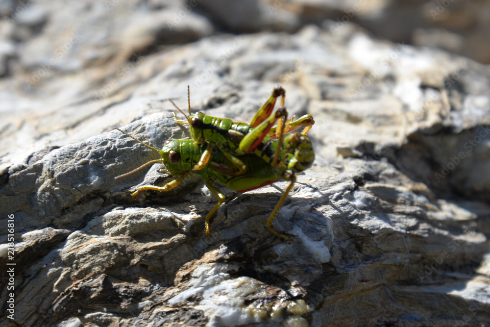 grashopper at pairing (miramella alpina) grashopper at pairing (miramella alpina)