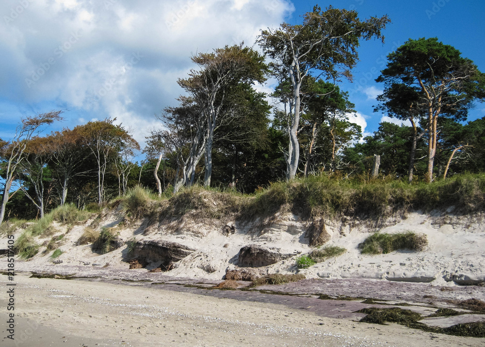 Bäume am Weststrand auf der Halbinsel Fischland-Darß-Zingst Bäume am Weststrand auf der Halbinsel Fischland-Darß-Zingst