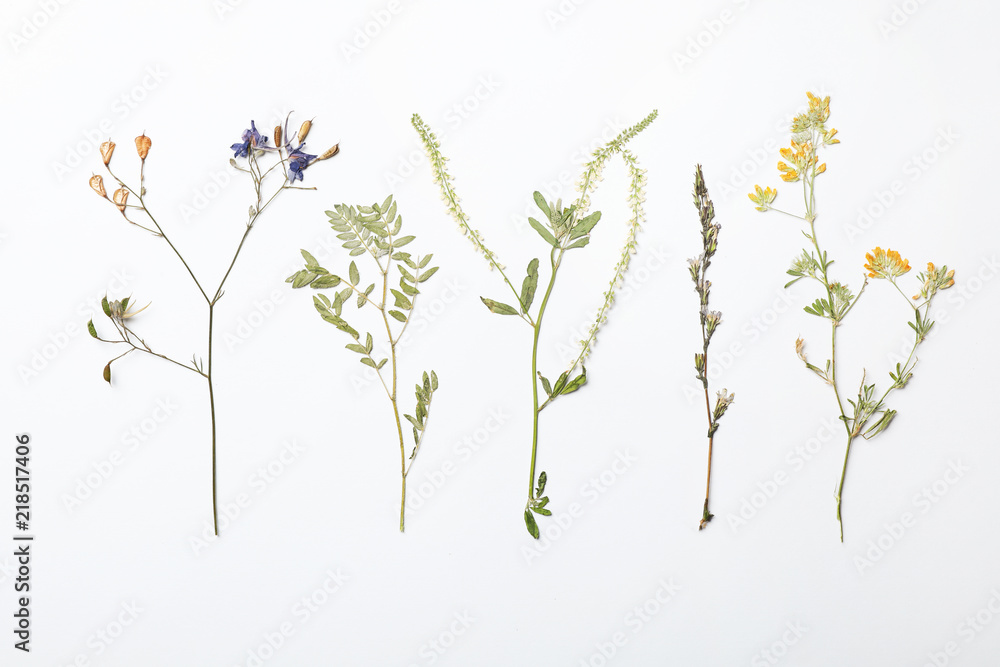 Wild dried meadow flowers on white background, top view Wild dried meadow flowers on white background, top view