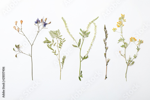 Wild dried meadow flowers on white background  top view