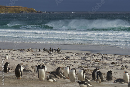Group of Gentoo Penguins (Pygoscelis papua) on the coast overlooking a stormy South Atlantic at Volunteer Point in the Falkland Islands. King Penguins (Aptenodytes patagonicus) on the beach beyond.