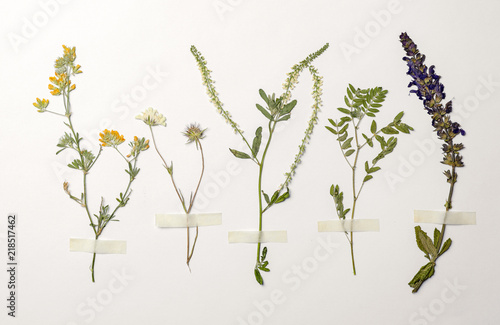 Wild dried meadow flowers on white background, top view