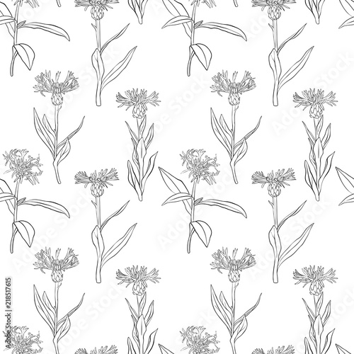 vector seamless pattern with drawing cornflowers
