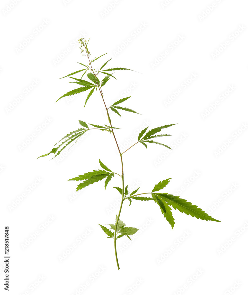 Fototapeta premium Fresh green hemp plant on white background