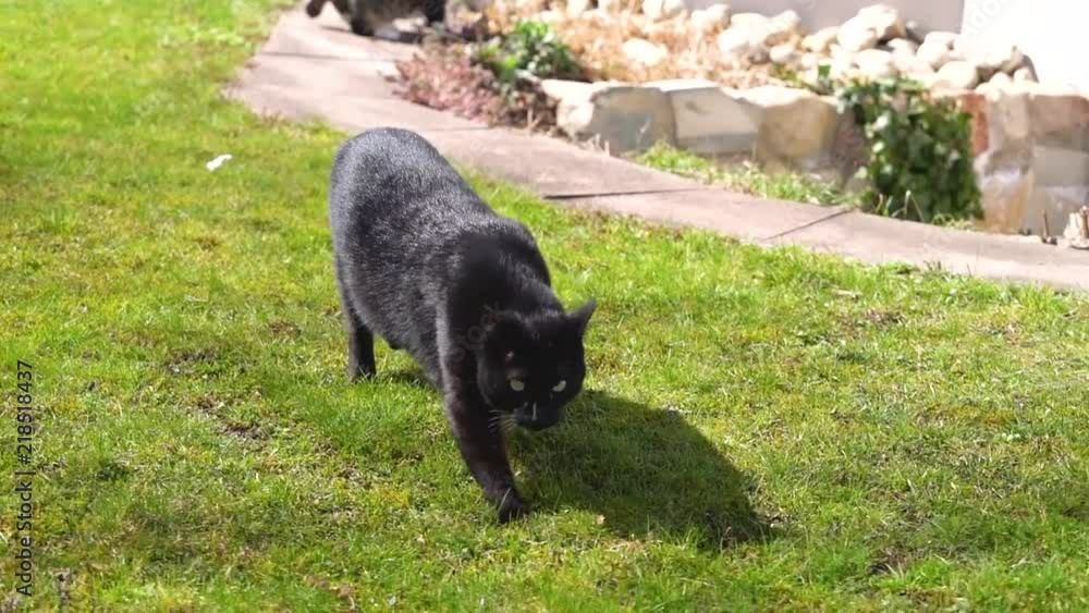 Black cat in garden following a track. Black cat in garden following a track.