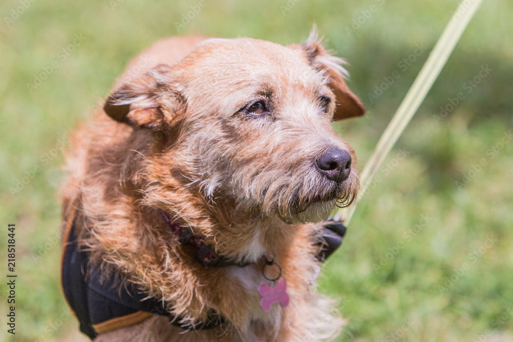 portrait of griffon dog living in belgium portrait of griffon dog living in belgium
