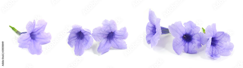 Fresh Purple Ruellia Tuberosa or Minnieroot Flowers - obrazy, fototapety, plakaty 