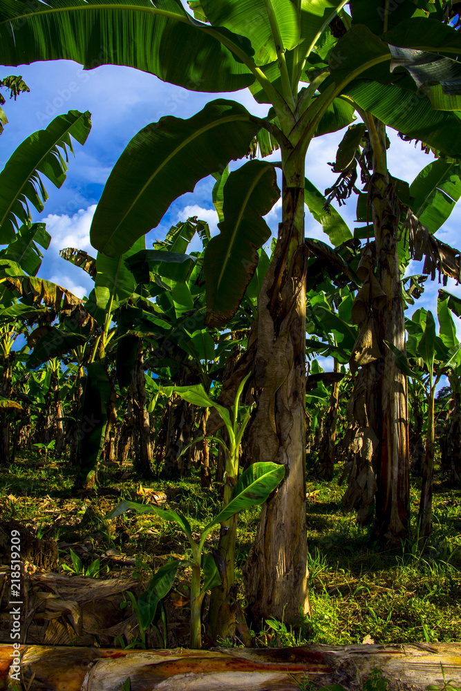 pacífico chocó nohaycomodios campo agro pacífico chocó nohaycomodios campo agro