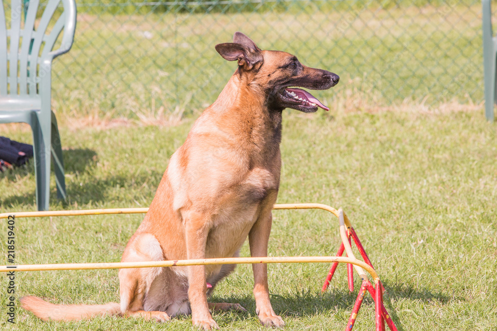 Portrait of belgium shepherd dog living in belgium Portrait of belgium shepherd dog living in belgium