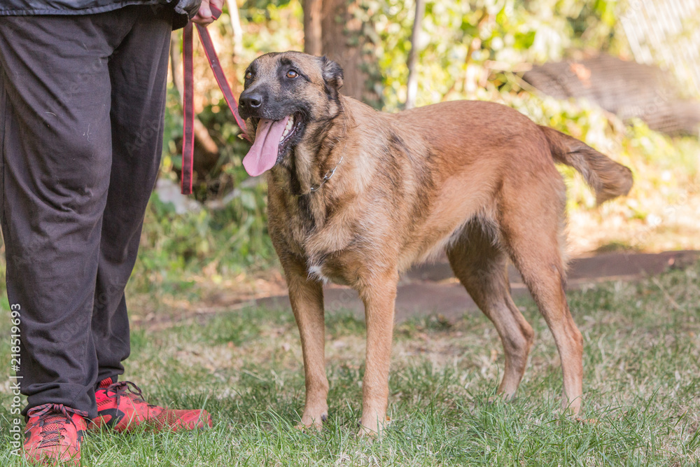 Portrait of belgium shepherd dog living in belgium Portrait of belgium shepherd dog living in belgium