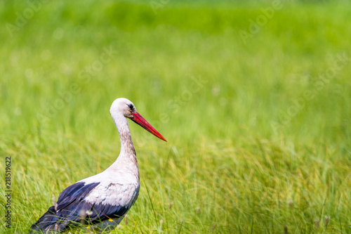 A white stork walking on a field with fresh green grass. Bird looking for small animals for a food
