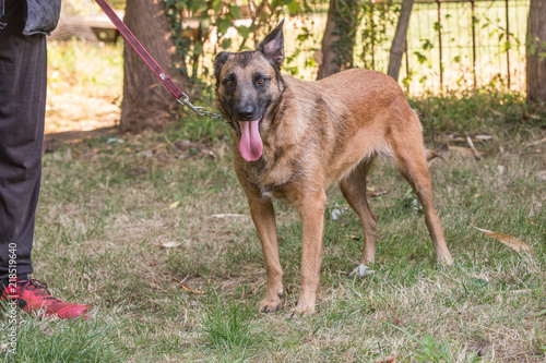 Portrait of belgium shepherd dog living in belgium © Eric