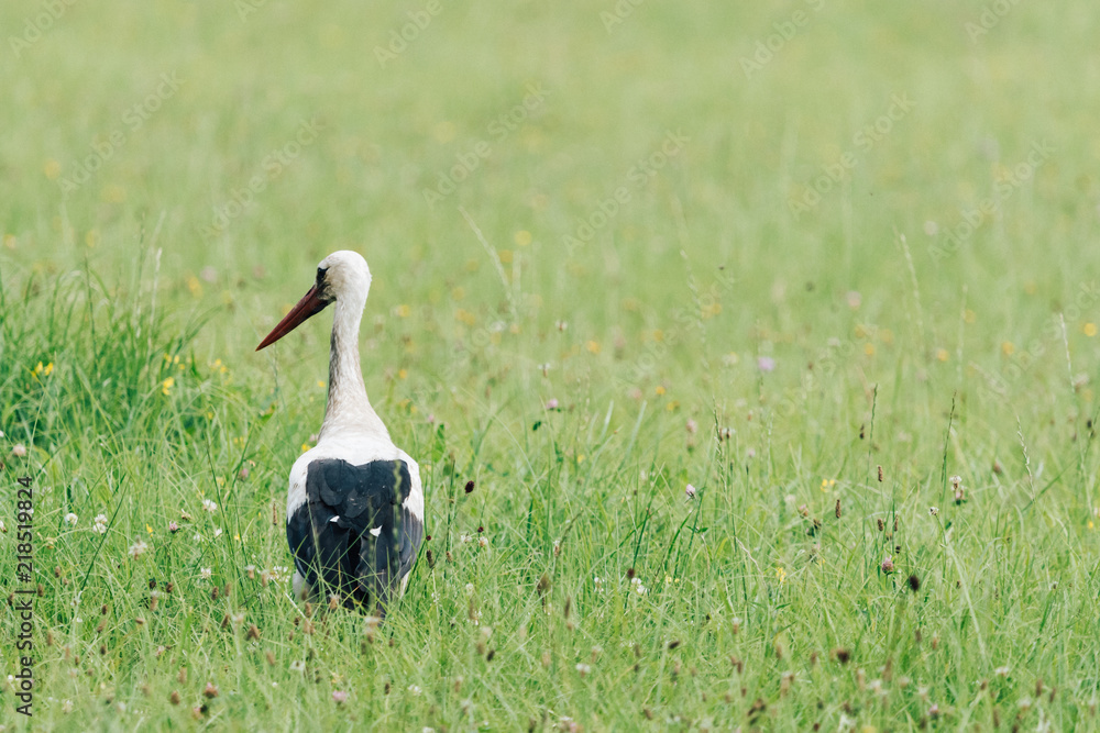 Fototapeta premium A white stork walking on a field with fresh green grass