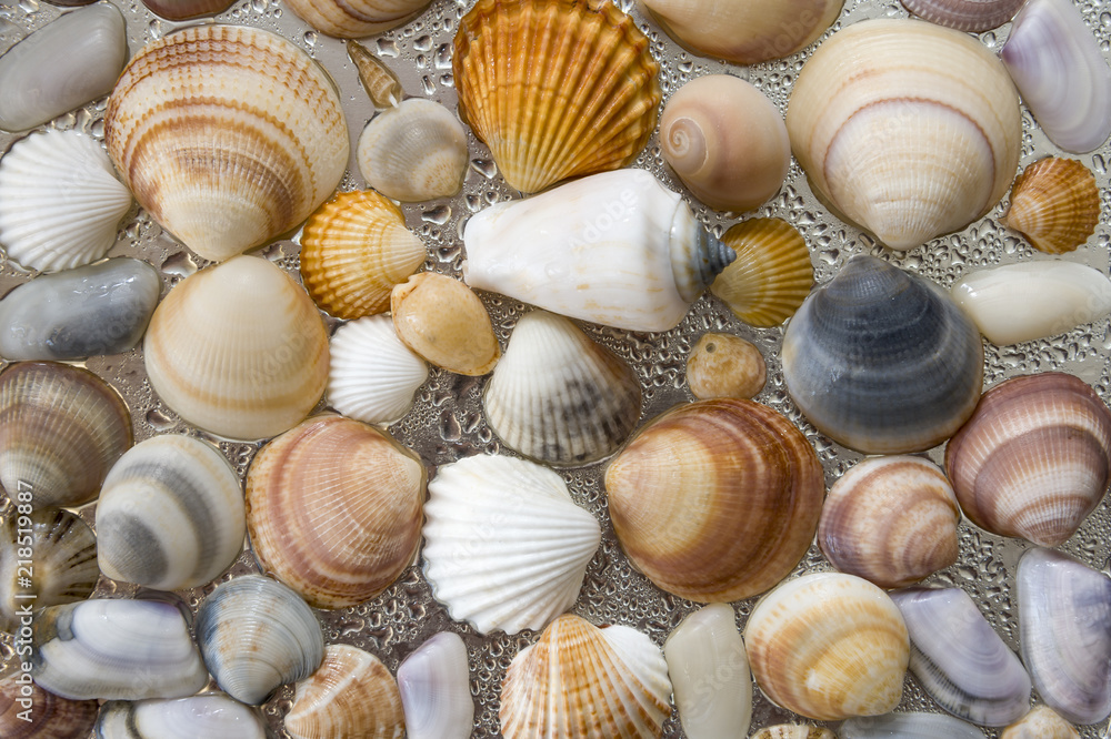 Seashells as background, sea shells collection natural Seashells as background, sea shells collection natural
