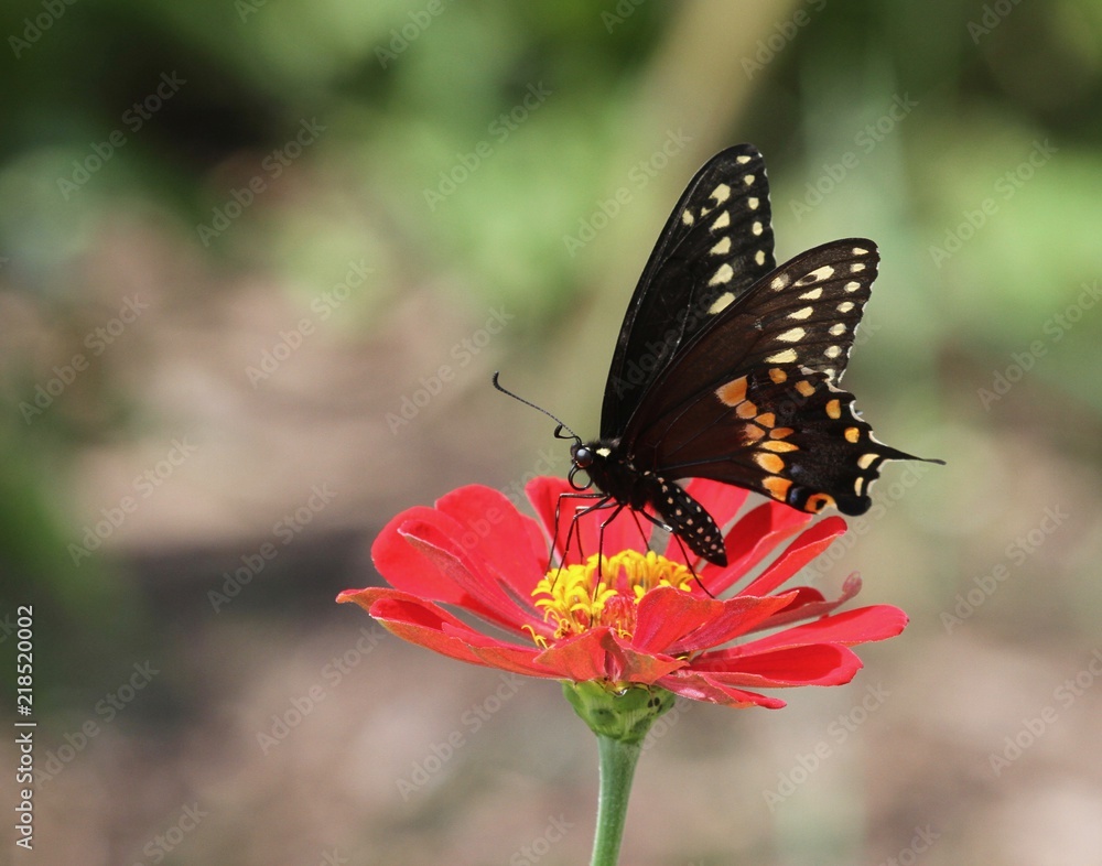 Summer Butterflies 1