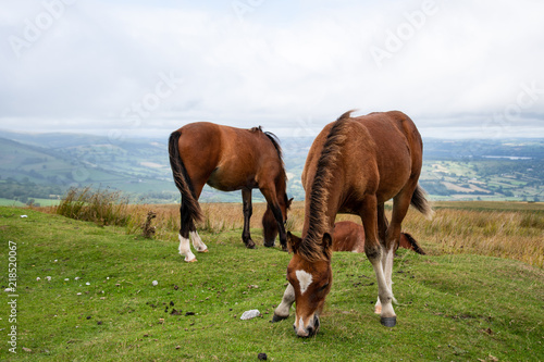 Wild horses grazing on the Welsh Countryside in Brecon Beacons, Wales