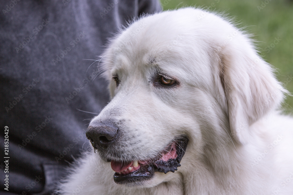 portrait of Pyrenean Mountain Dog living in belgium portrait of Pyrenean Mountain Dog living in belgium