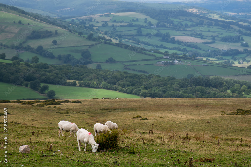 Sheep and Lambs at the Welsh Countryside in Brecon Beacons, Wales