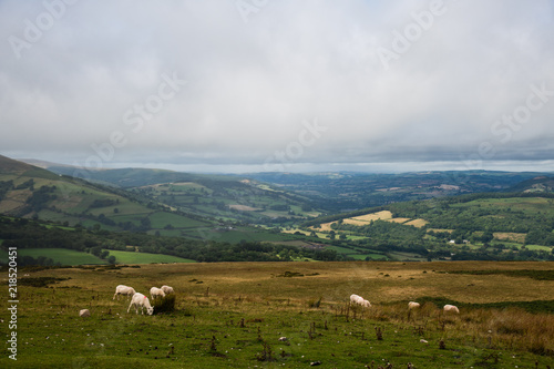 Sheep and Lambs at the Welsh Countryside in Brecon Beacons, Wales