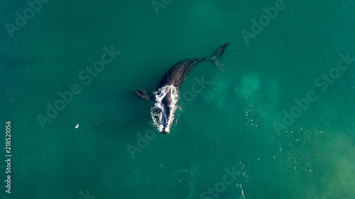  Southern Right Whale