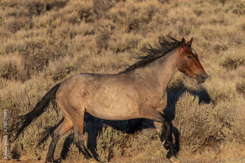 Majestic Wild Horse in Colorado