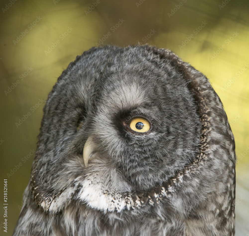 Obraz premium Great Gray Owl