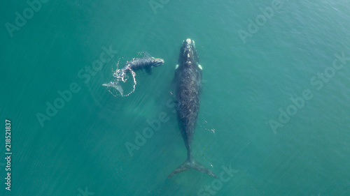  Southern Right Whale © manuel