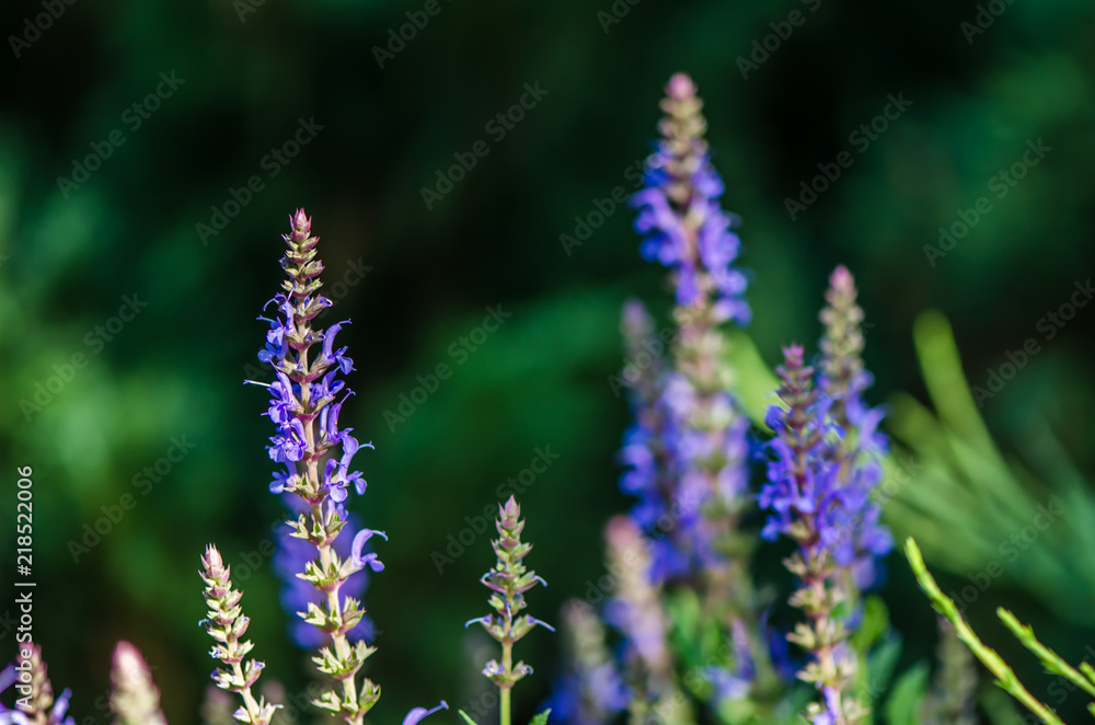 Obraz premium Sage blooms beautifully