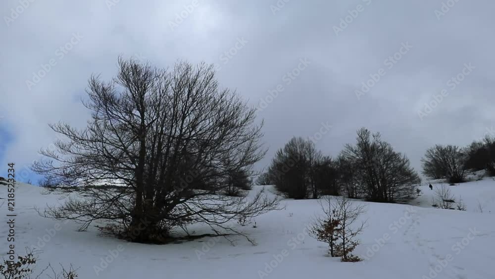 a beech tree on an icy mountain a beech tree on an icy mountain