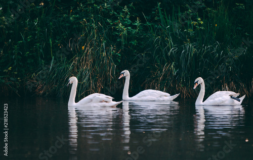 White Swans on quiet lake