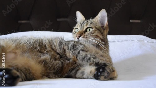 Relaxed European breed cat sleeps delightly on the comfortable bed, wakes up suddenly
