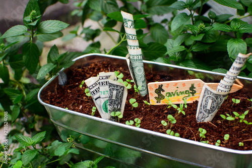Growing money savings and budget financial planning and banking ideas conceptual financial health cash dollar bills creative photography