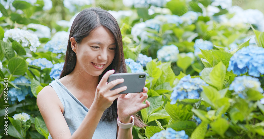 Young Woman taking photo on Hydrangea flower garden Young Woman taking photo on Hydrangea flower garden