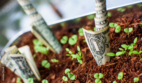 Organic growth of money conceptual cash money growing in earth with seedlings creative dollars financial and banking photography background