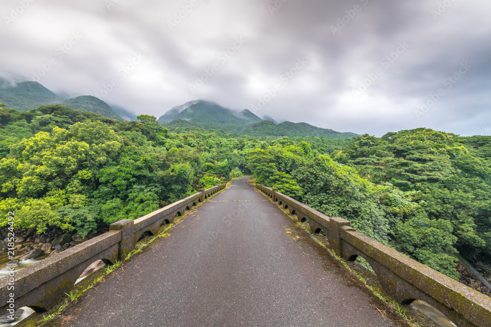 Secluded wet road, on the island of Yakushima leads into the forest, the sky is cloudy. Secluded wet road, on the island of Yakushima leads into the forest, the sky is cloudy.