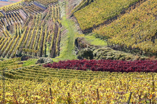 Walking trail through vineyards with leaves of vine in various colors