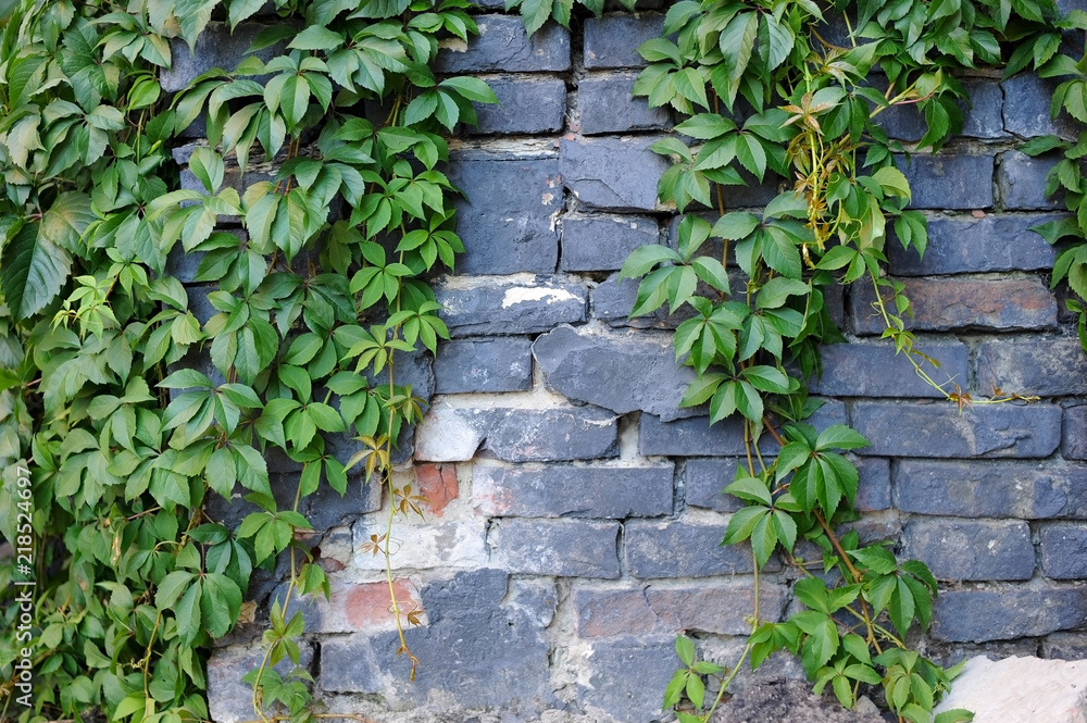 Beautiful background - the brick wall is covered with wild grapes