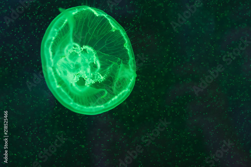Aurelia aurita, moon jellyfish swimming inside aquarium. © patrikslezak