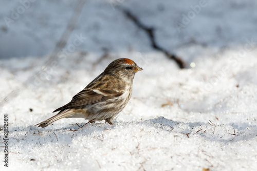 Redpoll (Acanthis flammea).