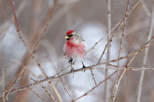 Redpoll (Acanthis flammea).