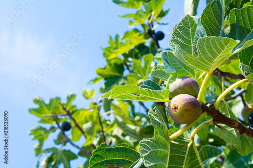 Close Up of Fig Tree in summer on blur background