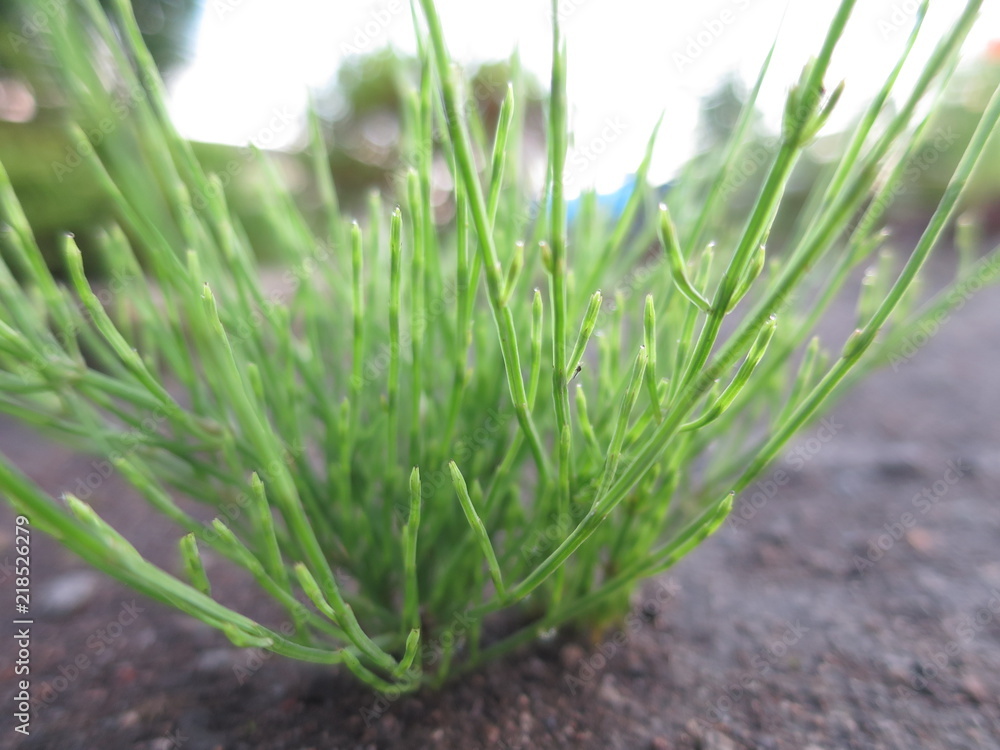 畑に生えるスギナ Stock 写真 Adobe Stock