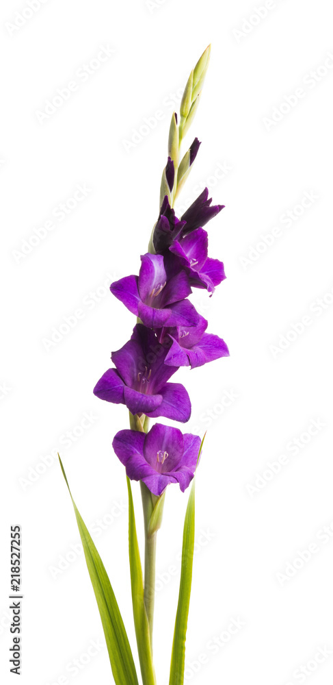 beautiful gladiolus flowers isolated