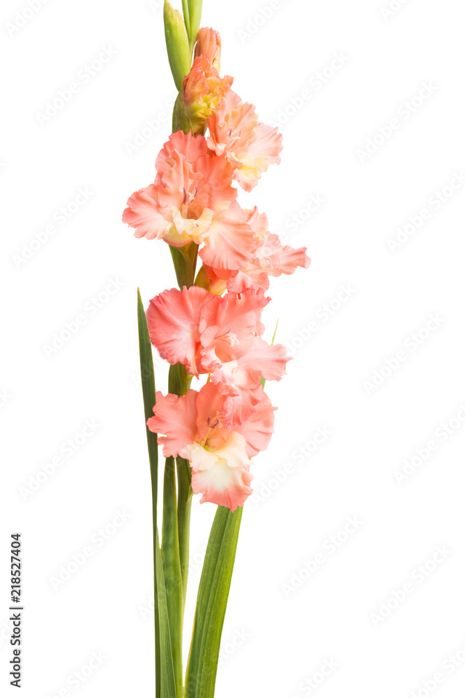 beautiful gladiolus flowers isolated beautiful gladiolus flowers isolated